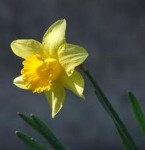 narcis